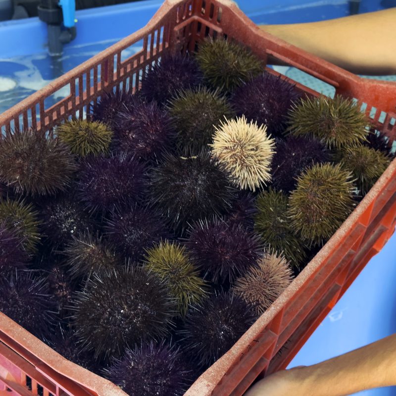 Semana Vitoriosa - Ouriços_big