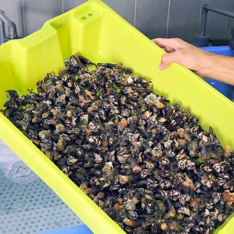 Semana Vitoriosa - Percevas