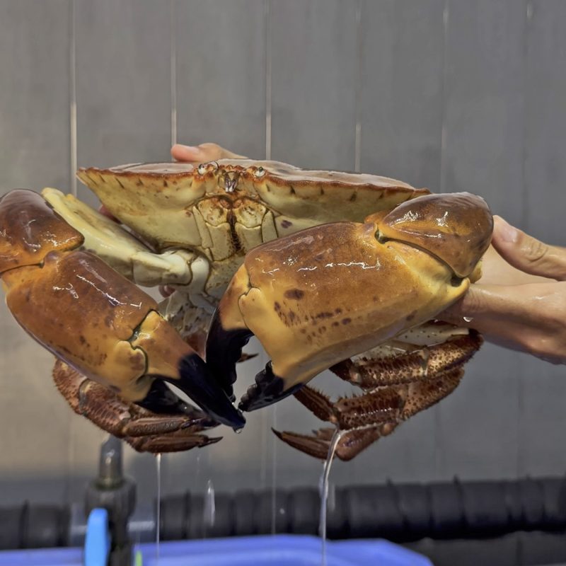 Semana Vitoriosa - Sapateira