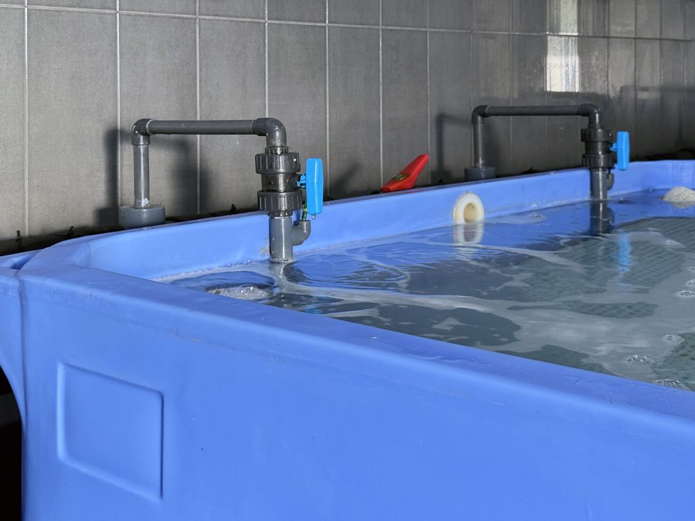 Semana Vitoriosa - Viveiro_Pormenor